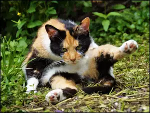 Trójkorowy kotek w trawie