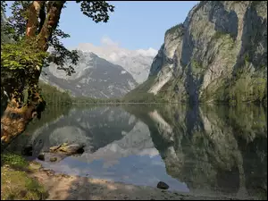 Drzewa nad jeziorem Obersee
