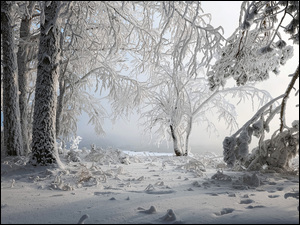 Drzewa, Zima, Ośnieżone, Śnieg, Gałęzie