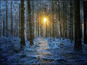 Las, Zima, Drzewa, Poranek, Śnieg, Promienie słońca