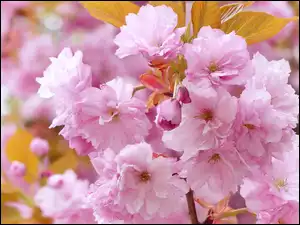 Wiśnia japońska, Jasnoróżowe, Kwiaty