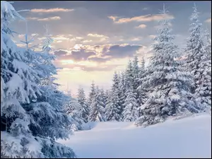 Śnieg, Las, Chmury, Zima, Świerki, Drzewa, Ośnieżone