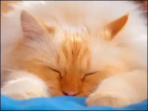 Kot, Śpiący, Biszkoptowy