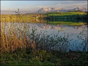 Jezioro Soppensee, Góry Pilatus, Trzciny, Szwajcaria, Krzewy, Kanton Lucerna