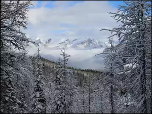 Góry, Śnieg, Drzewa, Zima, Ośnieżone, Las, Mgła