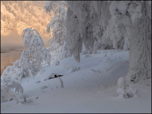 Zasypane śniegiem drzewa nad zamglonym jeziorem w górach