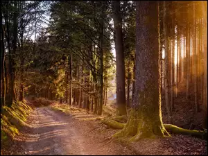 Rozświetlony las na poboczu ścieżki