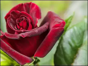 Róża, Rozkwitająca, Czerwona