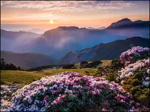 Kolorowe krzewy różaneczników na wzgórzu na tle wschodu słońca nad górami