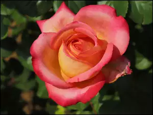 Róża, Rozkwitająca, Czerwono-żółta