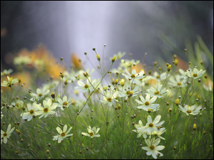 Kwiaty, Nachyłek okółkowy, Jasnożółte