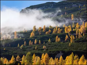 Skały, Góry, Żółte, Modrzewie, Mgła, Drzewa