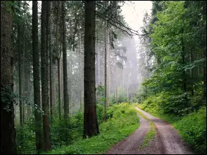 Drzewa wzdłuż drogi w zamglonym lesie