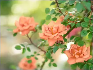 Listki, Kwiaty, Łososiowe, Róże