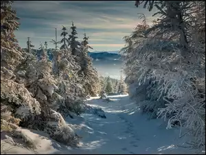 Ślady na śniegu pośród drzew