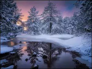 Drzewa, Śnieg, Ośnieżone, Zima, Rzeka