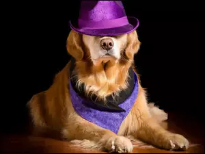 Golden retriever w fioletowym kapeluszu na ciemnym tle