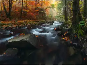 Las, Jesień, Rzeka, Paproć, Drzewa, Kamienie