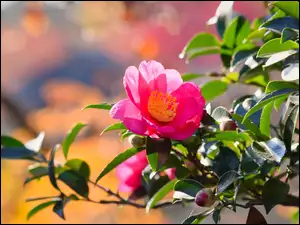 Różowy, Kamelia japońska, Kwiat