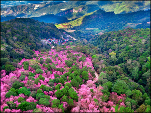 Góry Phu Chi Fa, Park Narodowy Phu Chi Fa Forest, Tajlandia, Z lotu ptaka, Chiang Rai, Wiśnie, Drzewa