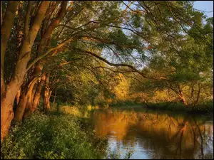 Drzewa, Anglia, River Great Ouse, Rzeka, Hrabstwo Bedfordshire