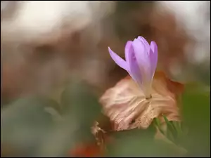 Liść, Krokus, Kwiat, Suchy