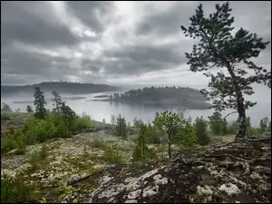 Wysepka, Drzewa, Rosja, Jezioro Ładoga, Karelia, Chmury, Mgła