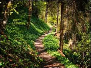 Wędrowanie leśnymi ścieżkami w lesie