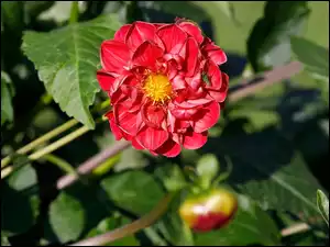 Pasikonik, Kwiat, Dalia, Owad