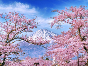 Różowe kwitnące drzewa i góra Fudżi