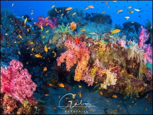 Rafa koralowa na wyspie Mayotte