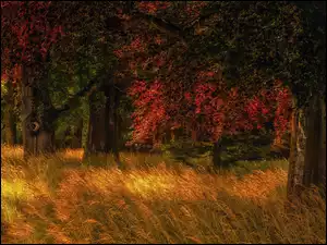 łany trawy jesienią w lesie