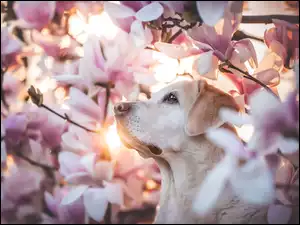Magnolie, Pies, Labrador retriever, Kwiaty