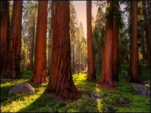 Oświetlone sekwoje w Parku Narodowym Redwood