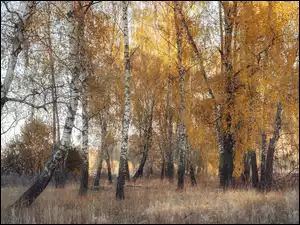 Brzozy w lesie jesienią