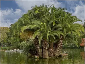 Wysepka palm na stawie