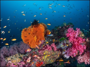 Kolorowe koralowce i ryby na rafie koralowej