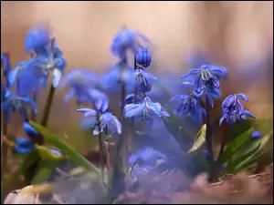 Zbliżenie, Cebulice syberyjskie, Kwiaty, Niebieskie