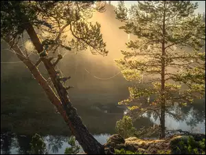 Pajęczyny, Drzewa, Jezioro Ładoga, Rosja, Kamienie, Karelia
