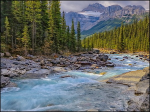 Kamienie, Drzewa, Park Narodowy Banff, Góry, Mistaya River, Alberta, Las, Rzeka, Canadian Rockies, Skały, Kanada