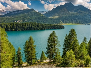 Szwajcaria, Alpy Bernina, Kanton Gryzonia, Drzewa, Dolina Engadyna, Szczyt Piz da la Margna, Jezioro, Góry, Silsersee