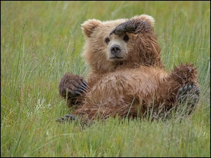 Mokry niedźwiedź brunatny leżący na trawie