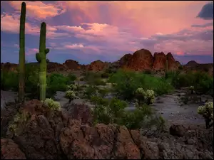 Kaktusy, Park Narodowy Saguaro, Stany Zjednoczone, Góry, Arizona, Skały, Karnegie olbrzymie