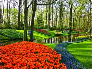 Wiosna, Rabaty, Drzewa, Szafirki, Strumień, Kolorowe, Kwiaty, Park, Tulipany
