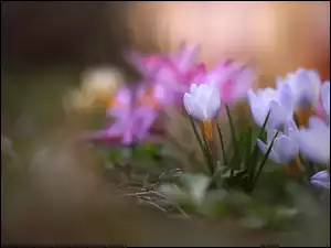 Kwiaty, Kolorowe, Krokusy