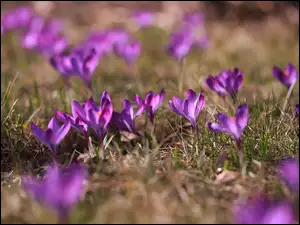 Wiosenne, Trawa, Krokusy, Fioletowe, Kwiaty