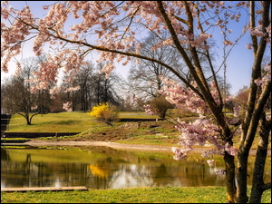 Kwitnące drzewo nad stawem w parku
