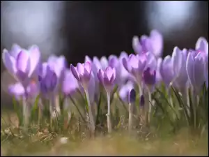 Kwiaty, Wiosenne, Jasnofioletowe, Krokusy