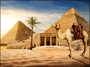 Wielbłąd na pustyni w Kairze