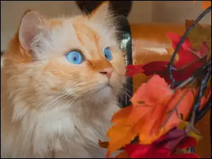 Zapatrzony na gałązkę niebieskooki biszkoptowy kot
